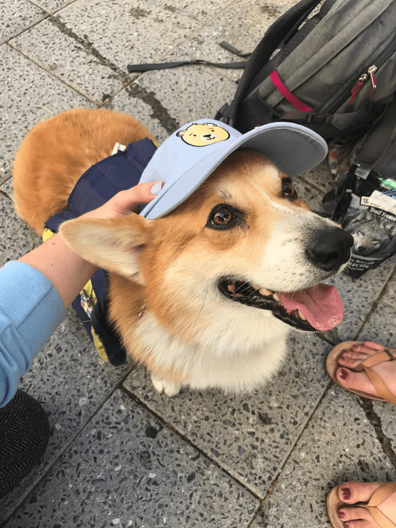 Cal Hacks 4.0 Corgi